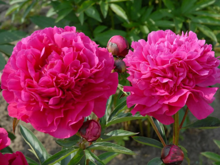 НоменклатураПрисоединенныеФайлы