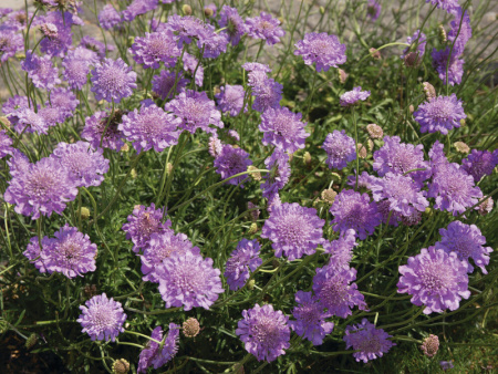 скабиоза многолетняя фото