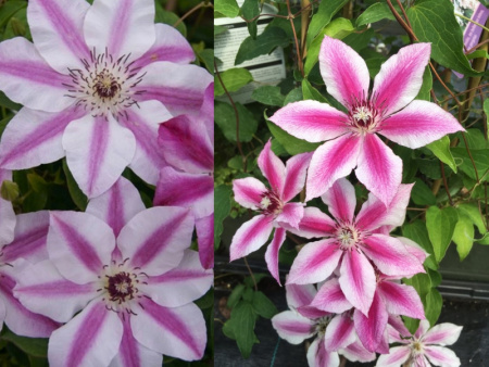 Капитан Туллекс1