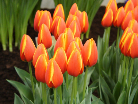 тюльпан любимый мир1