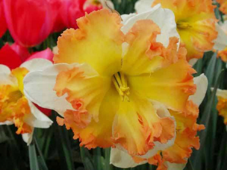 НоменклатураПрисоединенныеФайлы