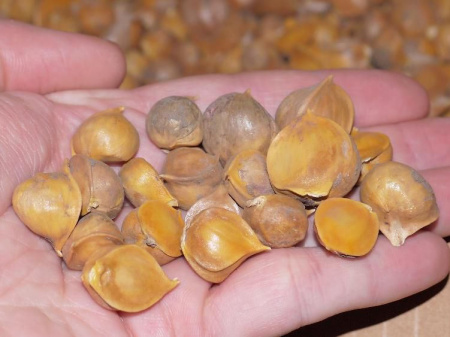 НоменклатураПрисоединенныеФайлы