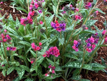 медуница Распбери Сплеш