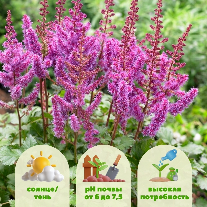 Астильба Пепл Рейн астильба пепл рейн