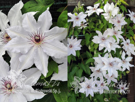 Сноу Квин1 с