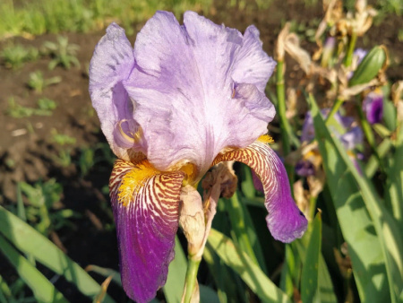 НоменклатураПрисоединенныеФайлы