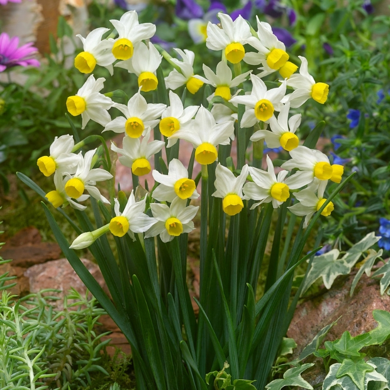 нарцисс canaliculatus (канальцевый)