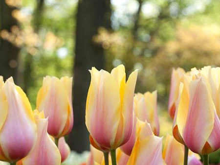 блашинг бьюти1