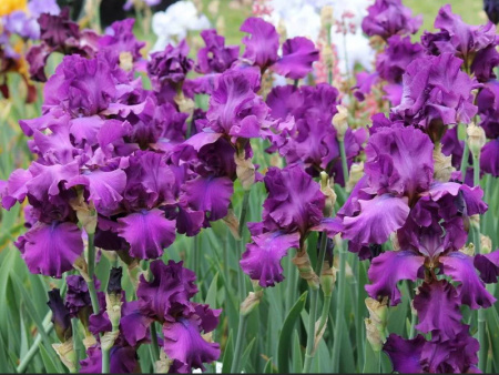 ирис салтри муд