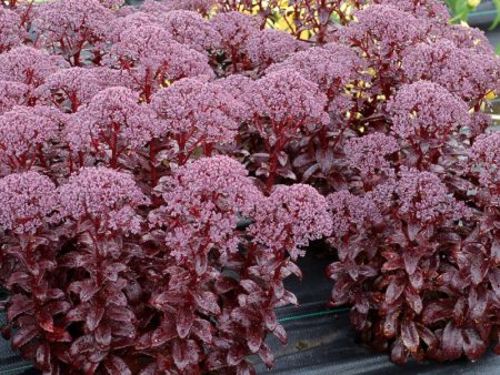 очиток дарк меджик1