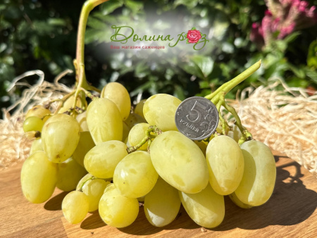 виноград ландыш