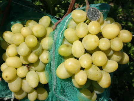 виноград Сенатор Бурдака