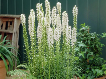 лиатрис белый