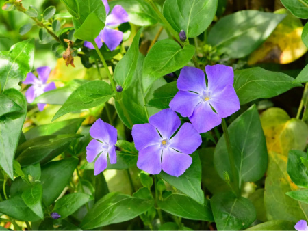 НоменклатураПрисоединенныеФайлы