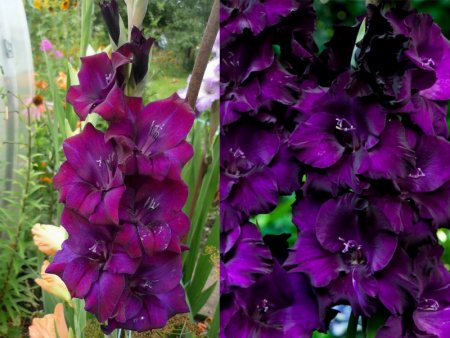 гладиолус Момбаса2