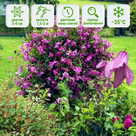 кл Аленушка