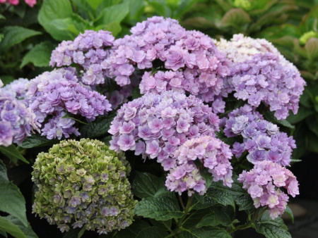 гортензия You and Me Together