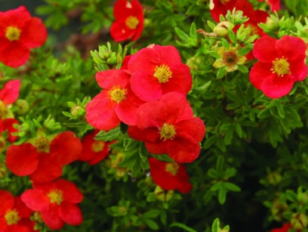 Лапчатка кустарниковая Ред Айс