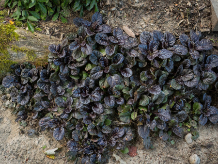 Живучка ползучая Блэк Скэллоп