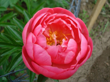 Coral  'n Gold с Coral  'n Gold с