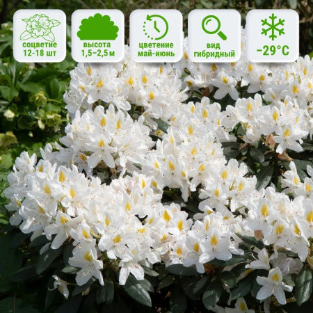 Рододендрон Мадам Массон