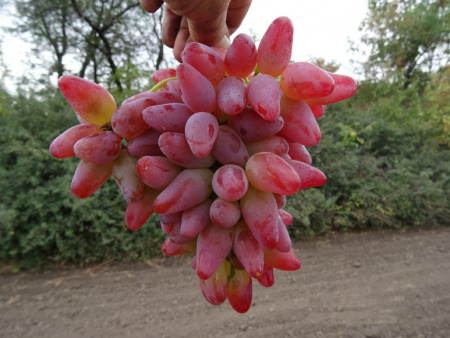 Виноград Дубровский розовый