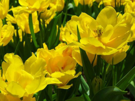 Monte-Carlo-1-458x458