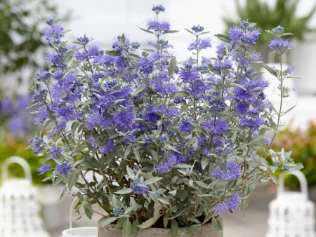 Кариоптерис кландоненский Стерлинг Сильвер