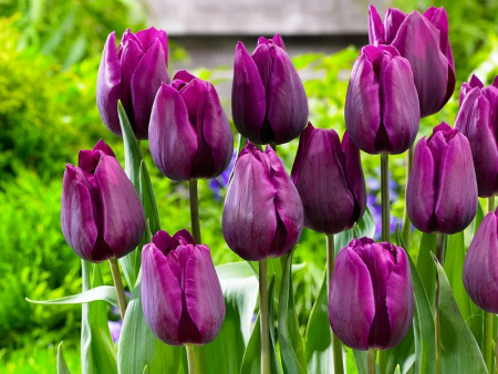 тюльпан негрита