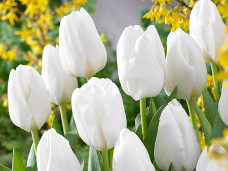 тюльпан Дарвисноу1