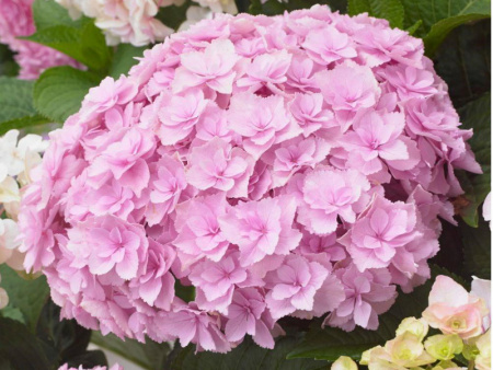 Гортензия крупнолистная Доппио Нувола