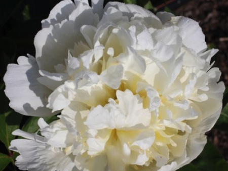 Вайт Мастерпис 2