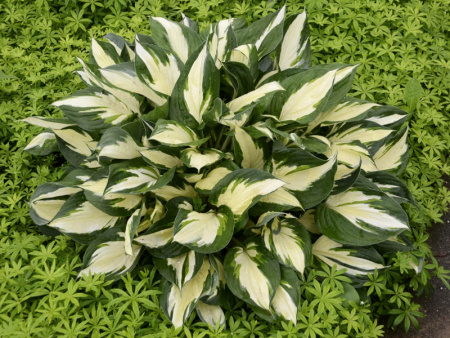 НоменклатураПрисоединенныеФайлы