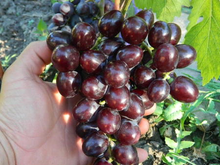 виноград Подарок Несвятая