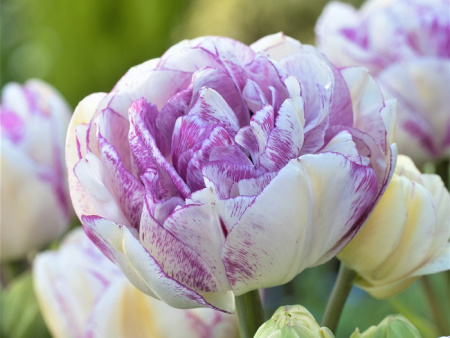 тюльпан Нормандия