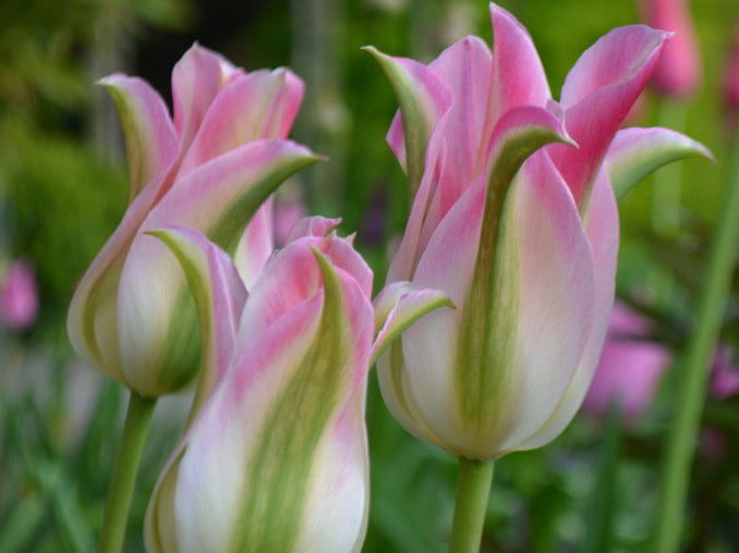 тюльпан florosa (флороза) 