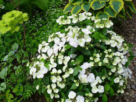 Гортензия Сбежавшая невеста3