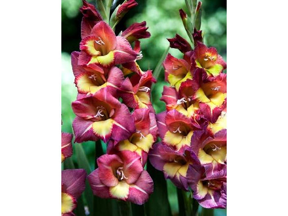 Гладиолус Brescia (Брешиа) 5 шт гладиолус brescia (брешиа) 5 шт