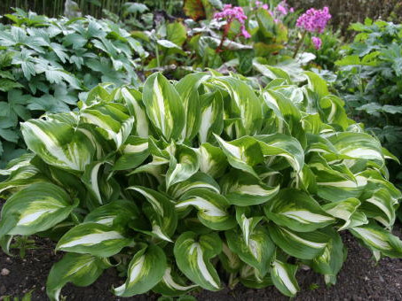 Хоста Undulata (Волнистая) хоста undulata (волнистая)