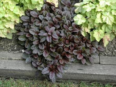 Живучка ползучая Махагон