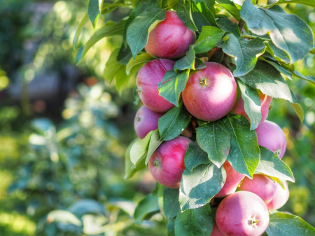 Яблоня колоновидная Джин