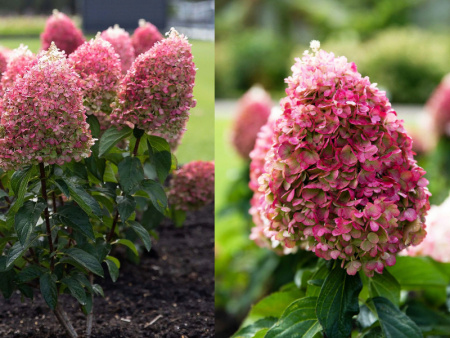 Гортензия Пинк Промис