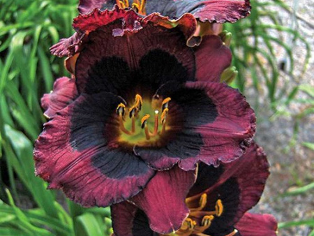 лилейник Вуппи