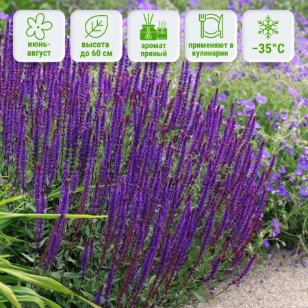 Шалфей дубравный Карадонна