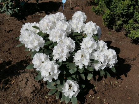 Рододендрон Schneekrone (Шнеекроне) 3 Рододендрон Schneekrone (Шнеекроне) 3