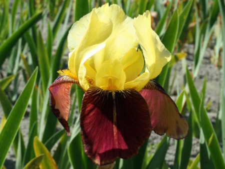 НоменклатураПрисоединенныеФайлы