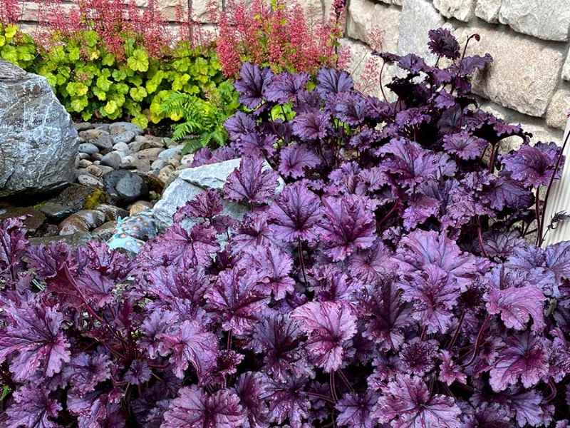 гейхера форевер перпл