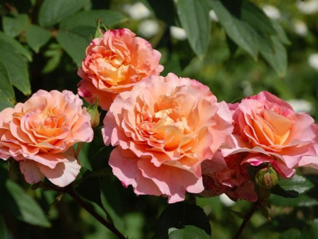 НоменклатураПрисоединенныеФайлы