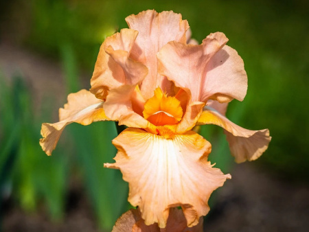 ирис априкот силк