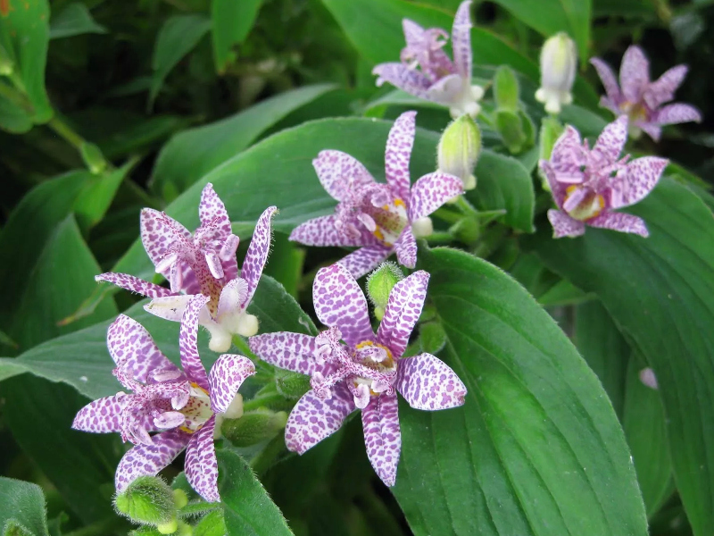 Трициртис Purple Spotted (Пурпл Споттед) трициртис purple spotted (пурпл споттед)